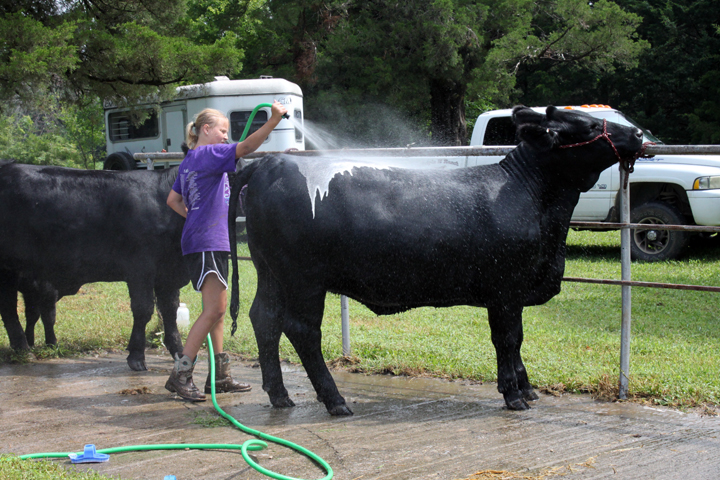 A 4-H participant washes her cow for the livestock exhibit.