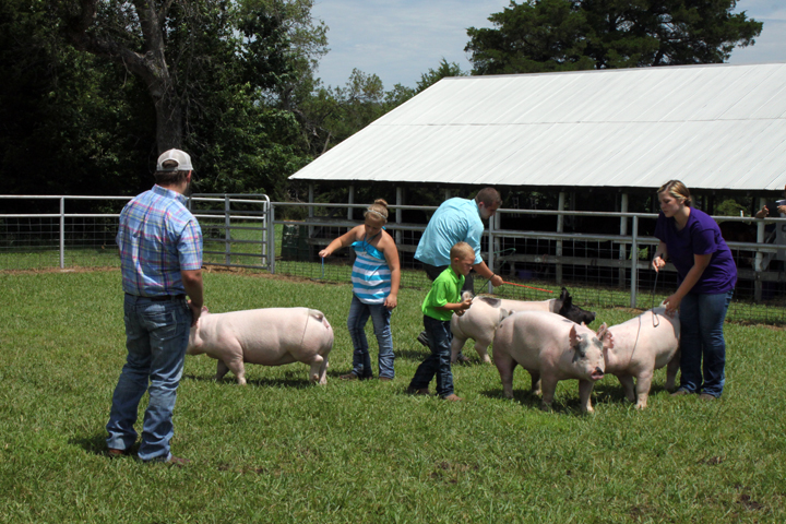 4-H participants show their pigs at the Vinland Fair.