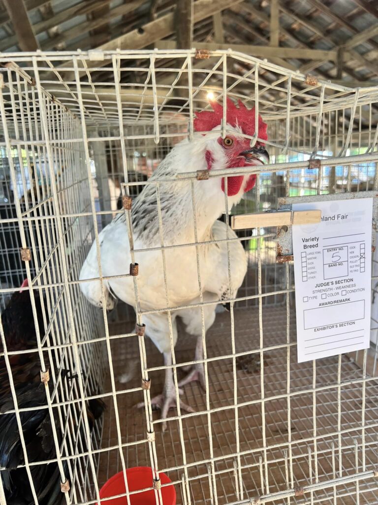 A rooster stands in his enclosure at the Vinland Fair.